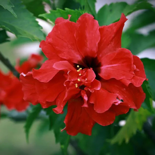 Red Dragon Hibiscus All Time Flowering Live Plant