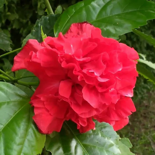 Red Dragon Hibiscus All Time Flowering Live Plant