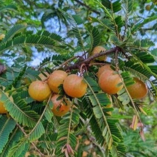 Red Gooseberry Grafted Live Plant (Ribes uva-crispa)