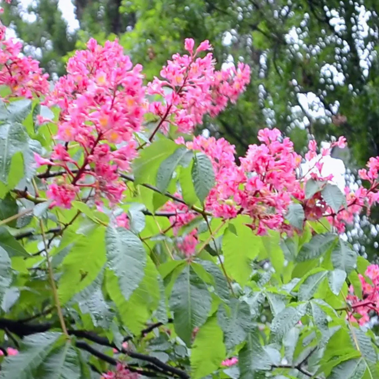 Red Horse-Chestnut Tree (Aesculus x carnea) Rare Live Plant