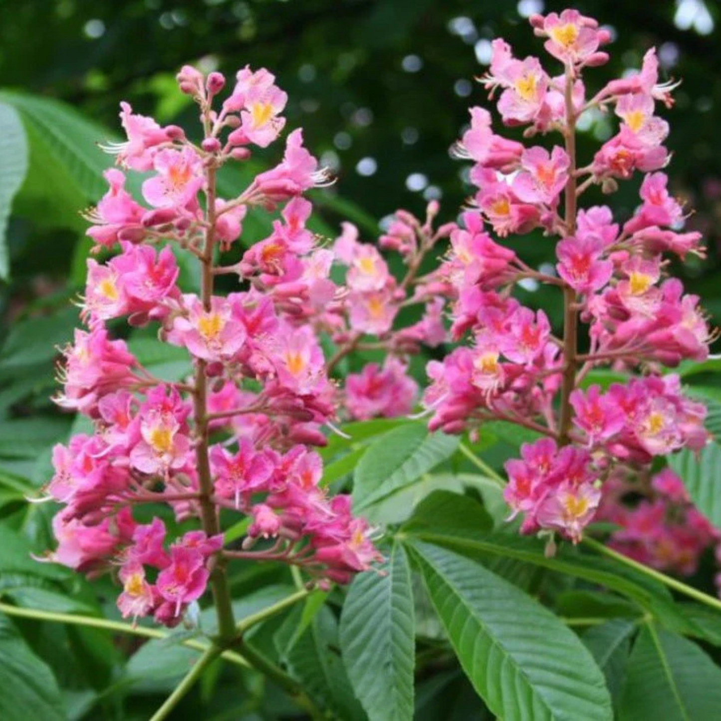 Red Horse-Chestnut Tree (Aesculus x carnea) Rare Live Plant
