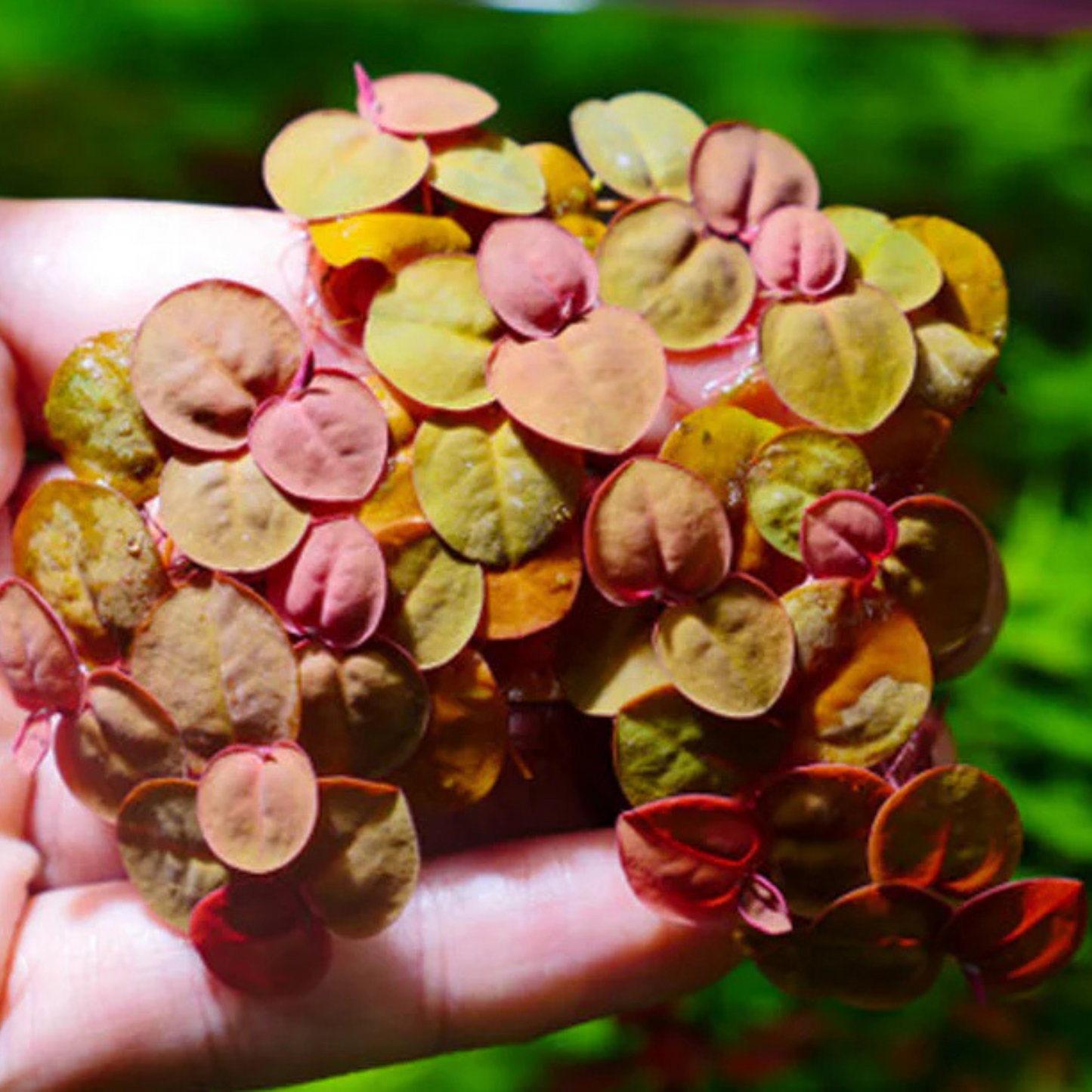 Red Root Floater (Phyllanthus fluitans) Live Plant