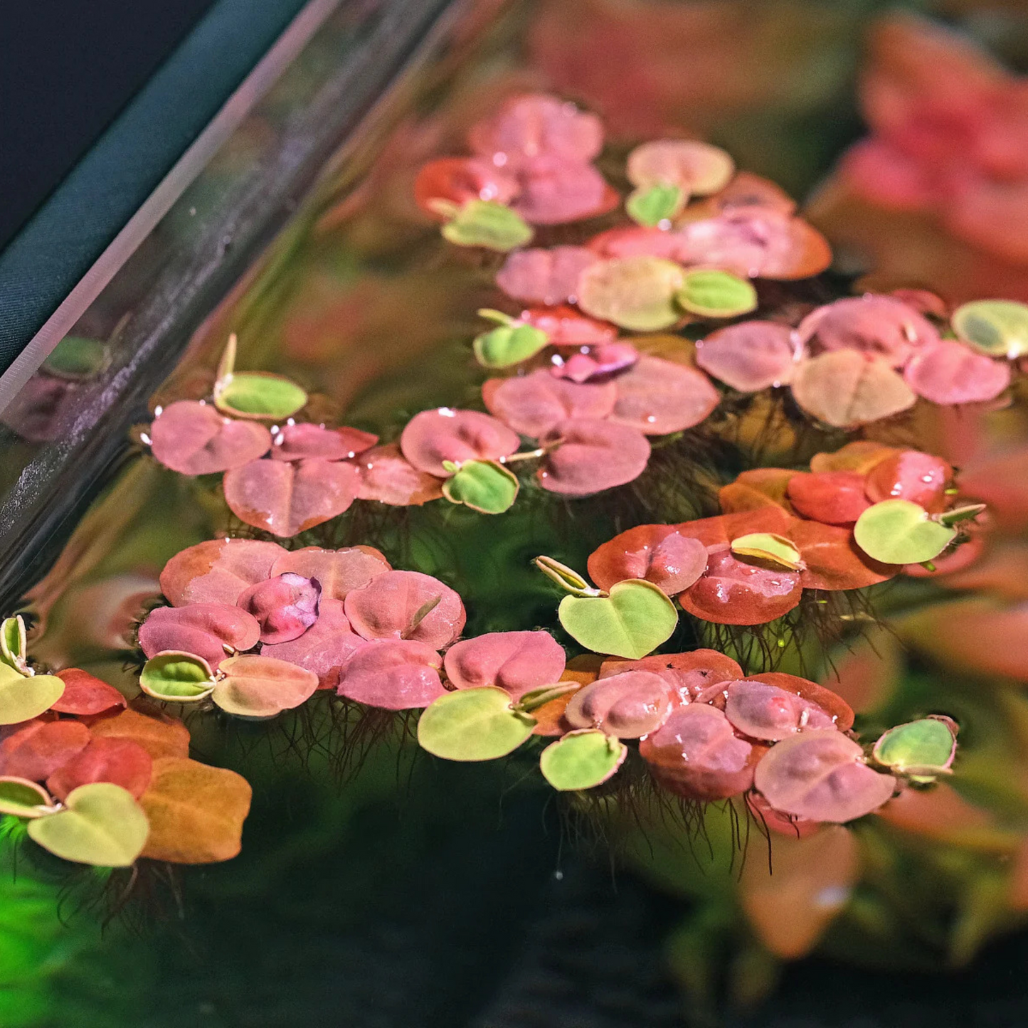 Red Root Floater (Phyllanthus fluitans) Live Plant