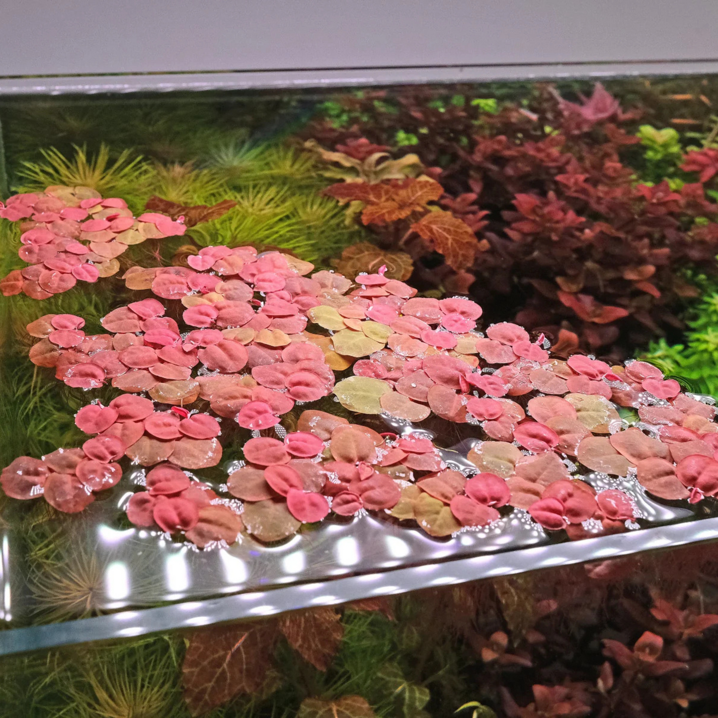 Red Root Floater (Phyllanthus fluitans) Live Plant
