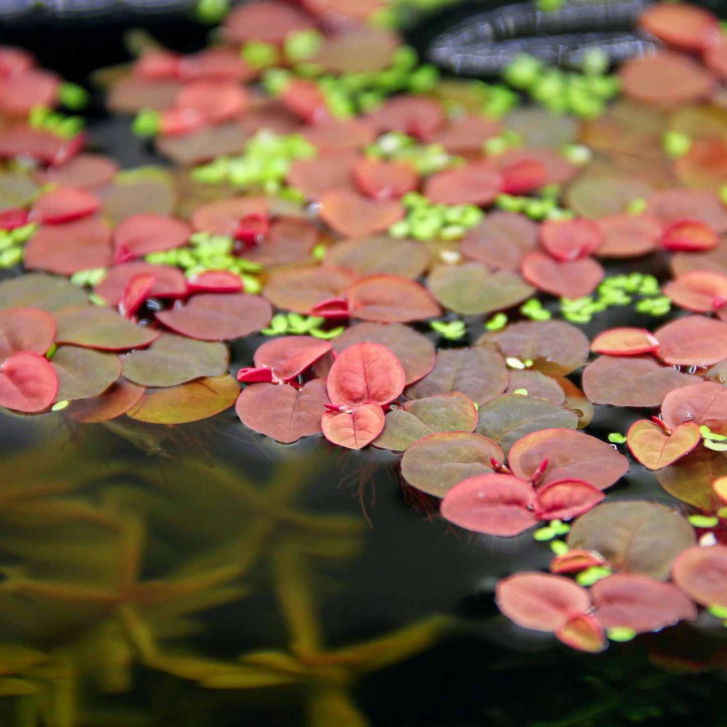 Red Root Floater (Phyllanthus fluitans) Live Plant