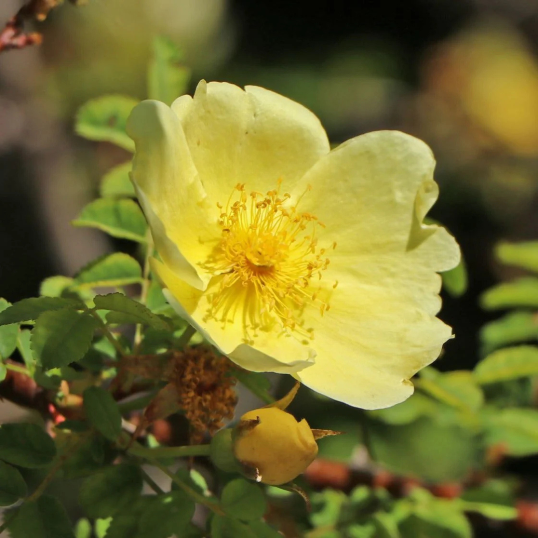 Rosa Hugonis Flowering Grafted Live Plant