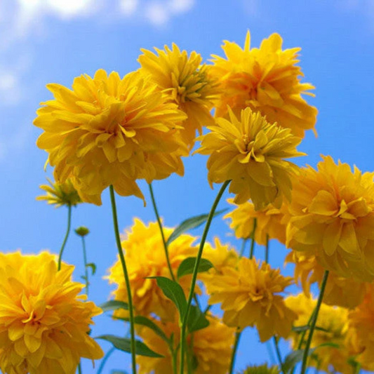 Rudbeckia Laciniata (Cutleaf Coneflower) Flowering Live Plant
