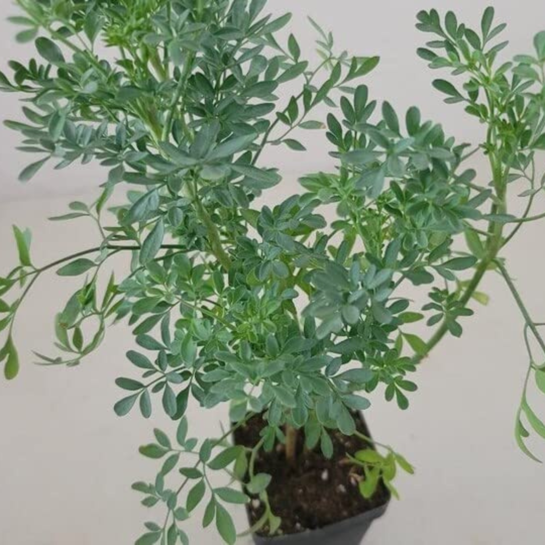 Ruta Graveolens (Herb of Grace) Herbal Ornamental Live Plant