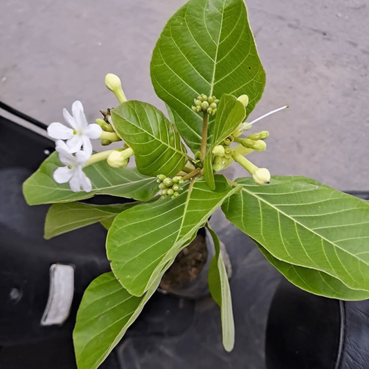 Sea Randa (Guettarda speciosa) Highly Fragrant Flowering Live Plant