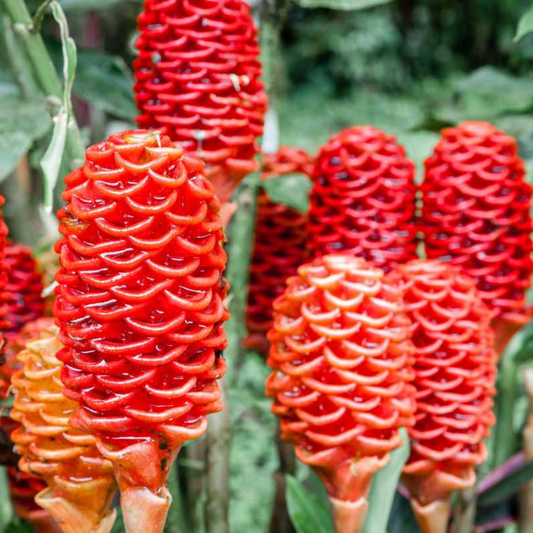 Shampoo Ginger Lily Flowering Live Plant