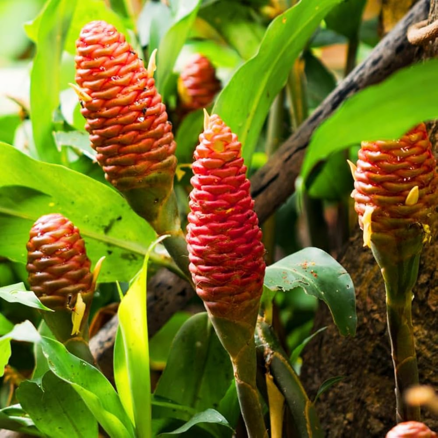 Shampoo Ginger Lily Flowering Live Plant