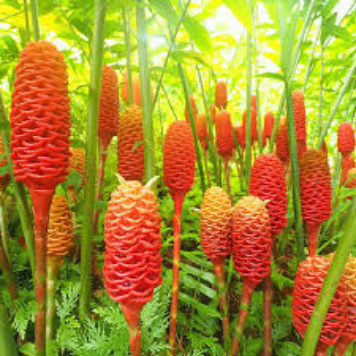 Shampoo Ginger Lily Flowering Live Plant