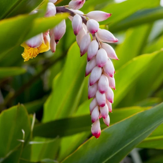 Shell Ginger Flowering Live Plant