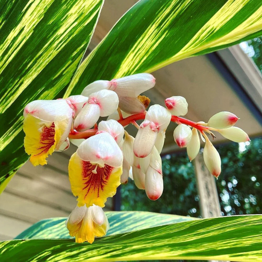 Shell Ginger Variegated Flowering Live Plant