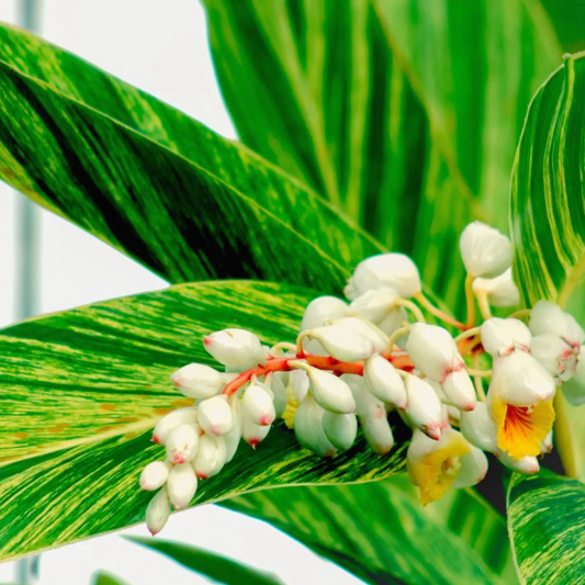 Shell Ginger Variegated Flowering Live Plant