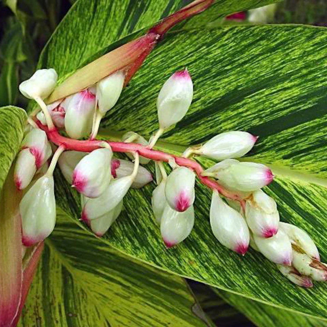 Shell Ginger Variegated Flowering Live Plant
