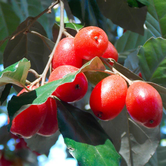 Silver Berry (Elaeagnus Commutata) Fruit Live Plant