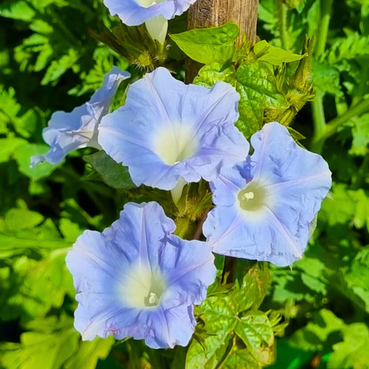Sky Blue Morning Glory (Ipomoea) All Time Flowering Live Plant