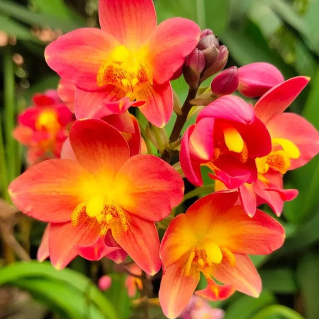 Spathoglottis plicata Red Ground Orchid