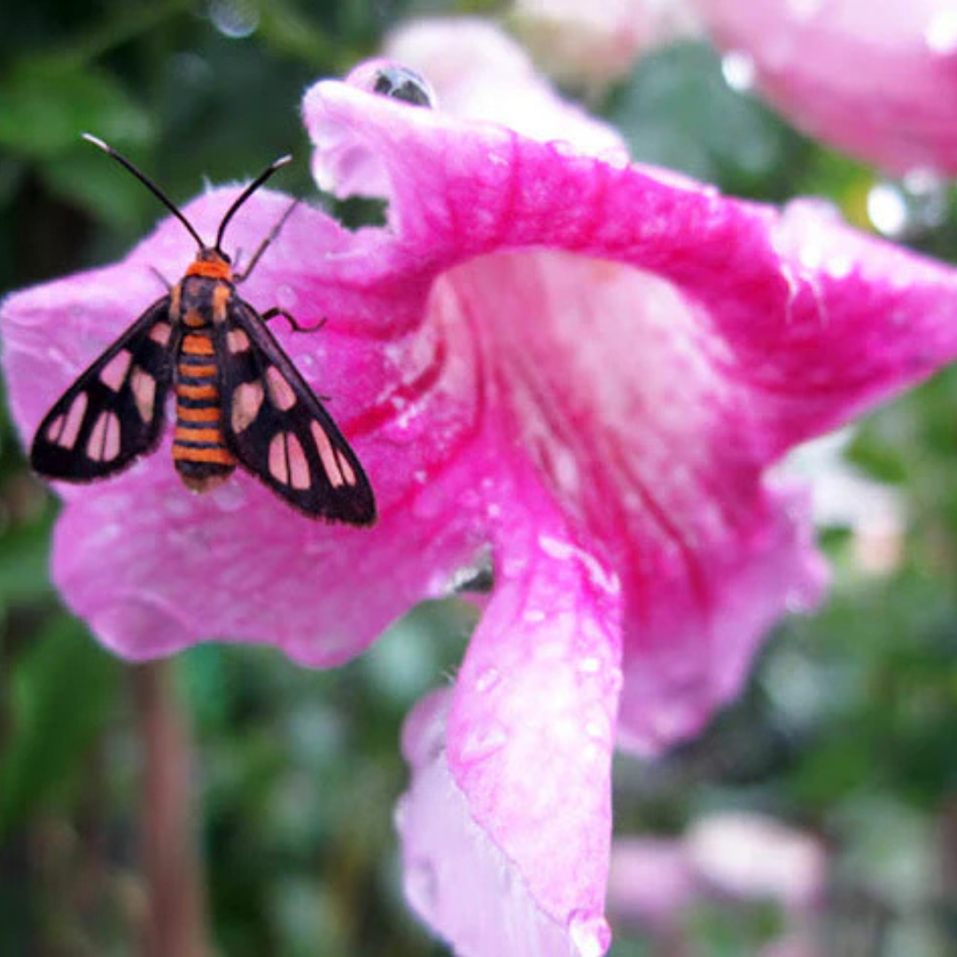 St John's Creeper (Podranea ricasoliana) Flowering Live Plant