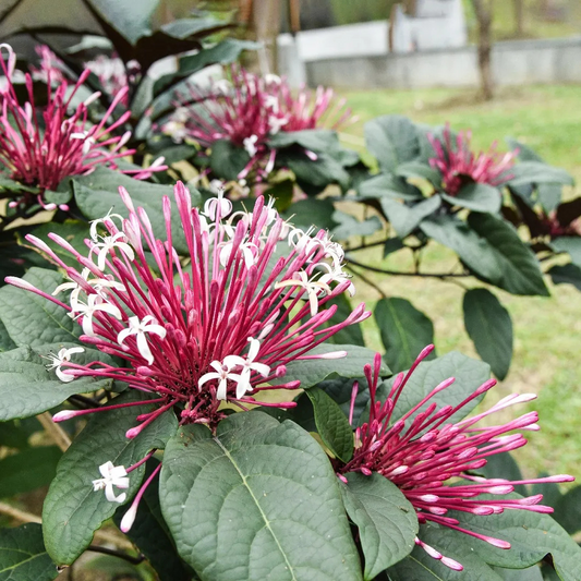 Starburst Bush (Clerodendrum quadriloculare) Rare Flowering Live Plant