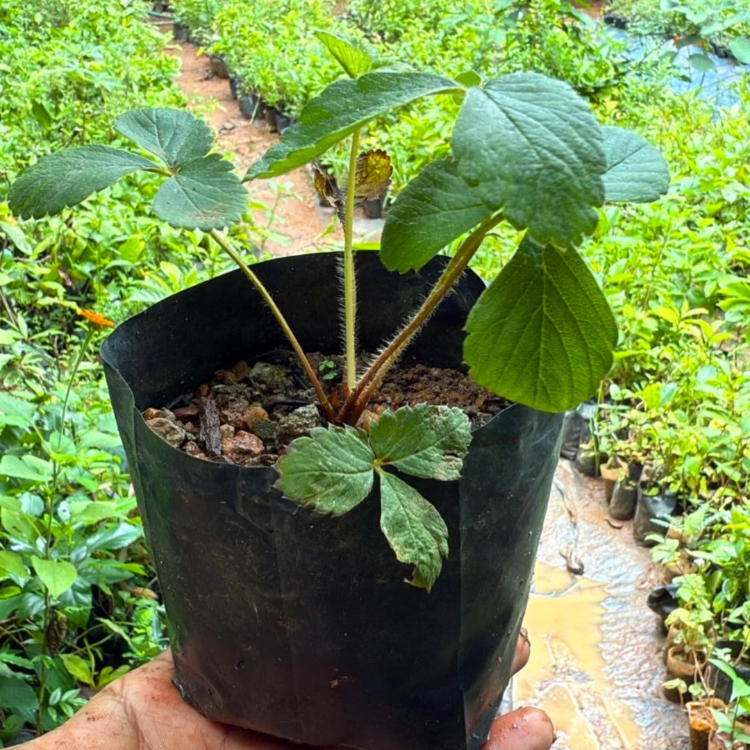 Strawberry Live Plant