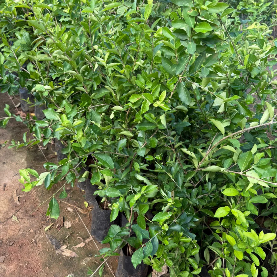 Sweet Western Cherry (Prunus avium) Fruit Live Plant