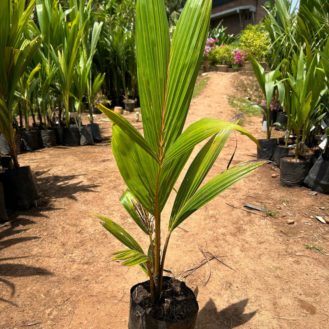 Tall x Dwarf (T x D) Coconut Tree Plant