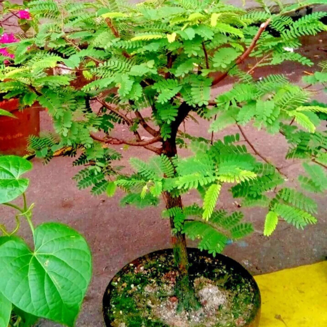 Tamarind Tree Bonsai (Tamarindus Indica) Live Miniature Fruit Tree