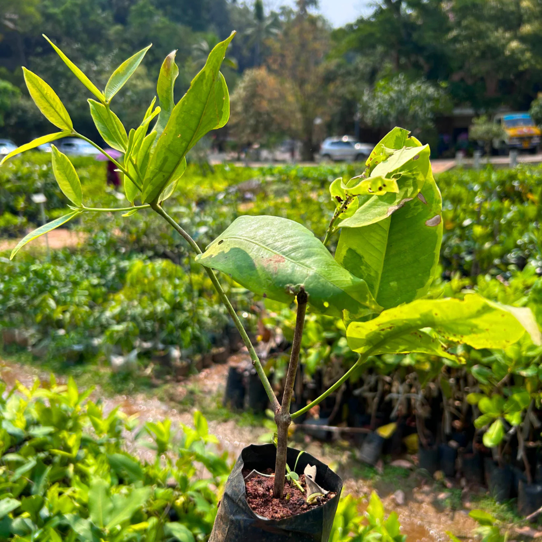 Thai Red Chamba Live Plant (Syzygium samarangense)