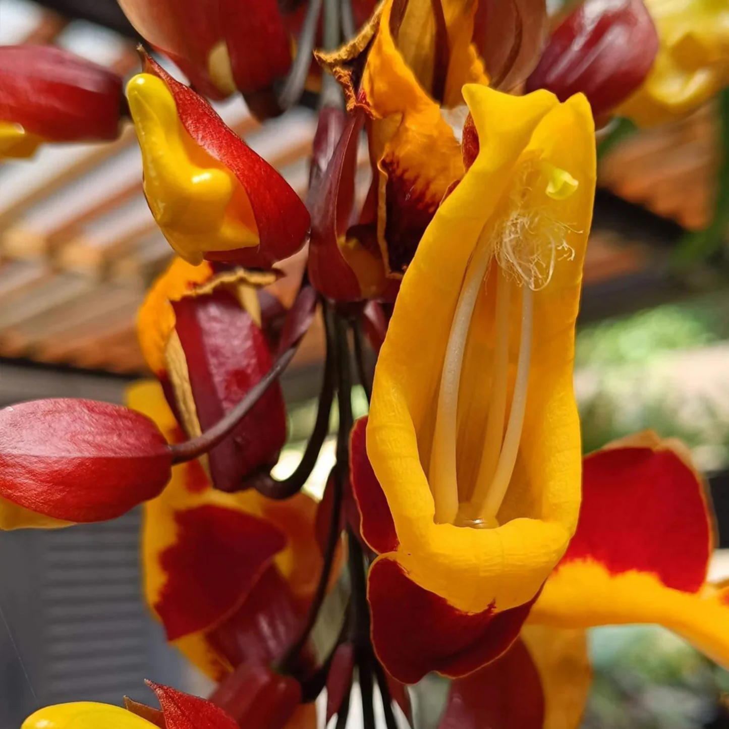 Thunbergia mysorensis Rare Flowering Live Plant