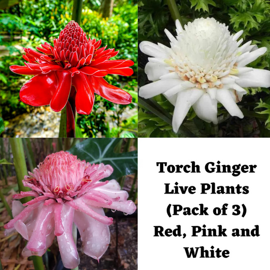 Torch Ginger Live Plants (Pack of 3) Red, Pink and White