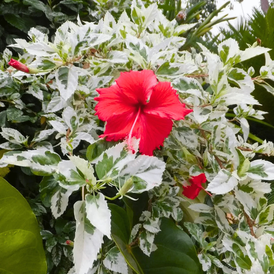 Variegated Hibiscus with Red Flowering Live Plant