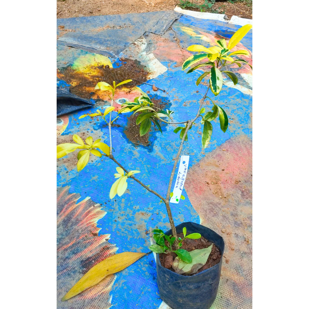 Variegated Lavinia (Pink Flower) All Time Flowering Live Plant