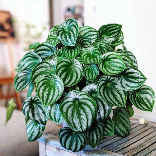 Watermelon Peperomia Indoor / Outdoor Live Plant