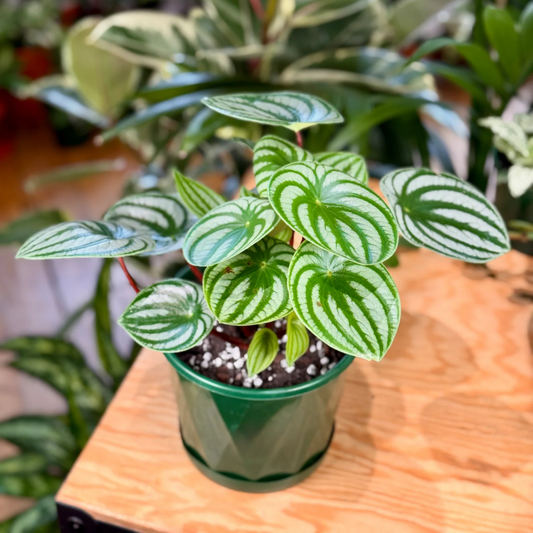 Watermelon Peperomia Indoor / Outdoor Live Plant