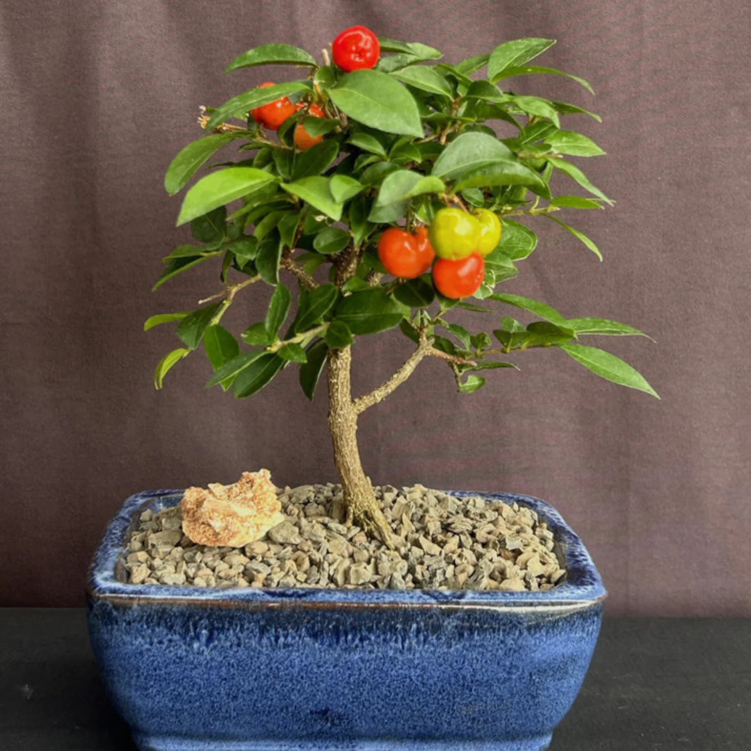 Western Cherry Bonsai Tree Live Plant