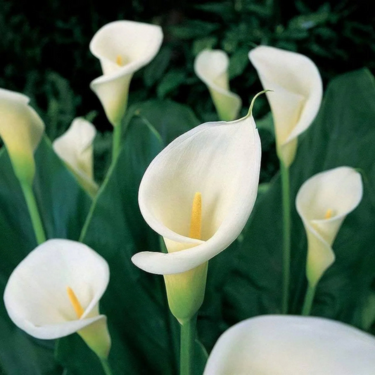 White Calla Lily (Zantedeschia aethiopica) Flowering Live Plant