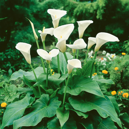 White Calla Lily (Zantedeschia aethiopica) Flowering Live Plant