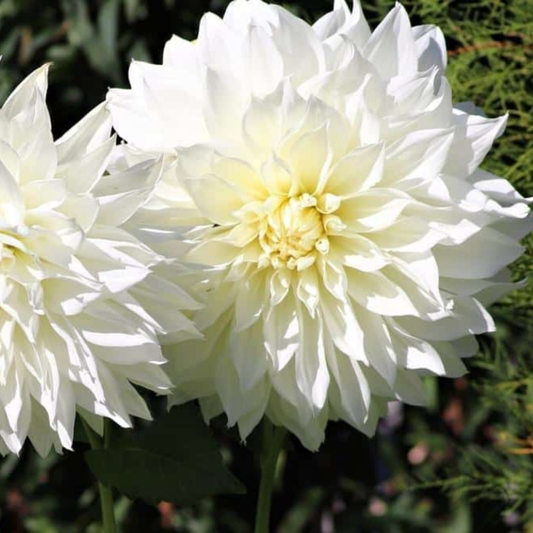 White Dahlia Flowering Live Plant