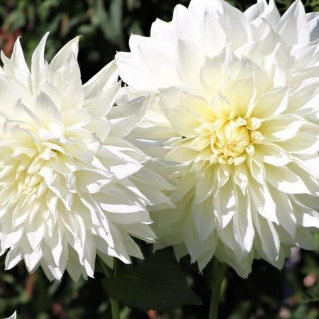 White Dahlia Flowering Live Plant