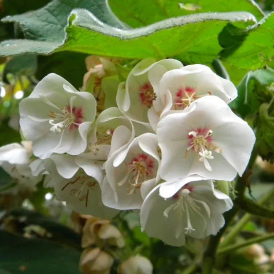 White Dombeya (Dombeya Burgessiae) Flowering Live Plant