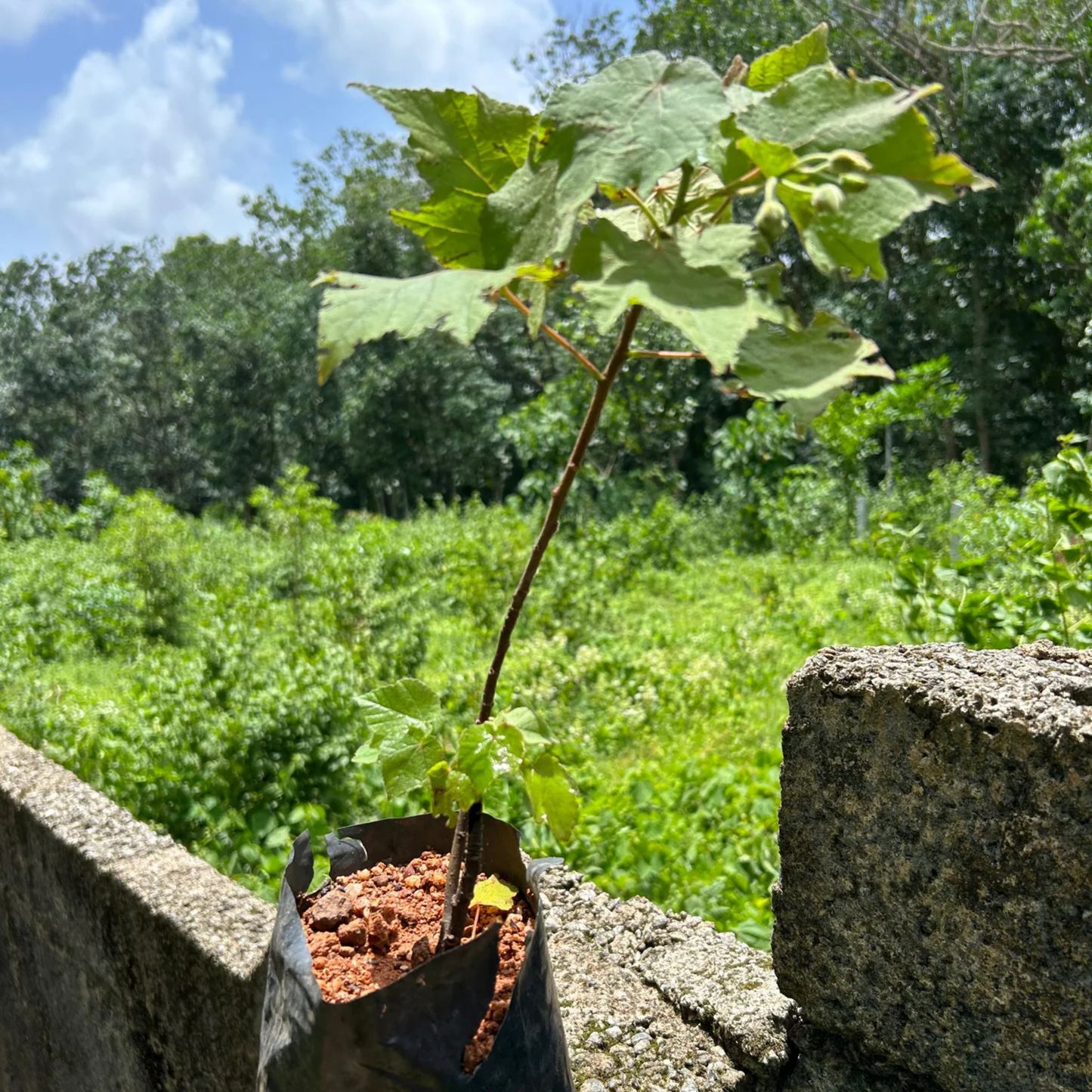 White Dombeya (Dombeya Burgessiae) Flowering Live Plant