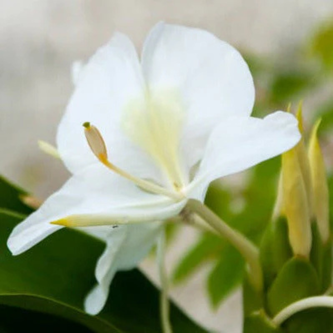 White Ginger Lily (Hedychium coronarium) Flowering Live Plant