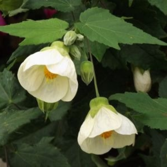 White Lantern Hibiscus Flowering Live Plant