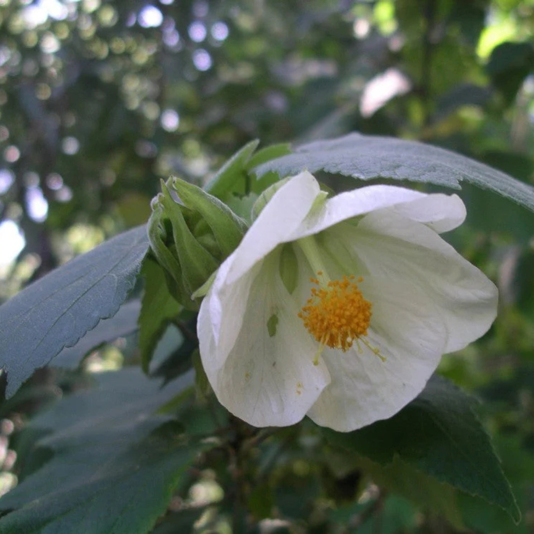 White Lantern Hibiscus Flowering Live Plant