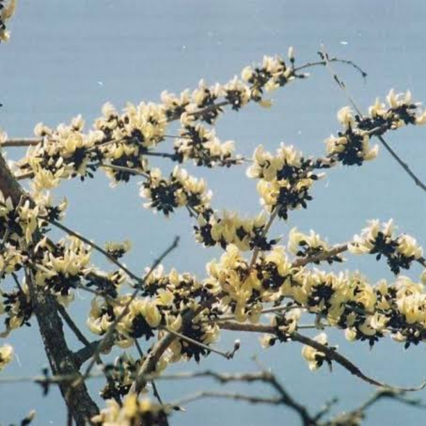 White Palash (Butea Monosperma) Layered Live Plant