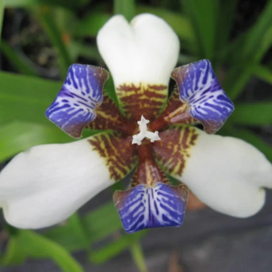 White Walking Iris Flowering Live Plant