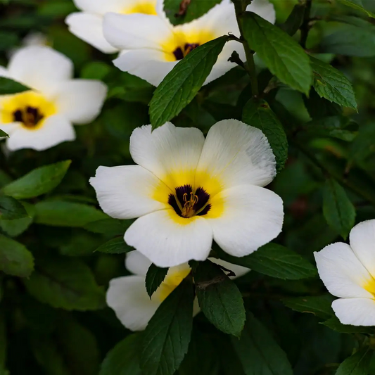 White buttercup (Turnera subulata) Flowering Live Plant