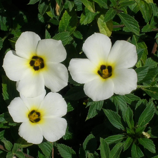 White buttercup (Turnera subulata) Flowering Live Plant
